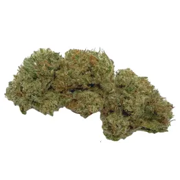 White Melon BIG BUD